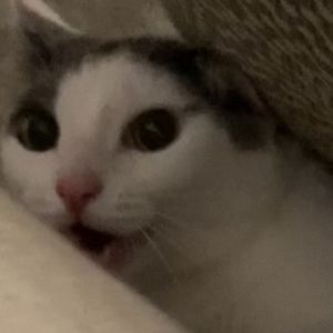 Meet your Posher, Lucy